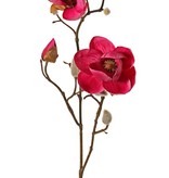 Magnolia (Beverboom) x3, 2 bloemen (Ø 8 & 5 cm), 8 knoppen (behaard), 53 cm