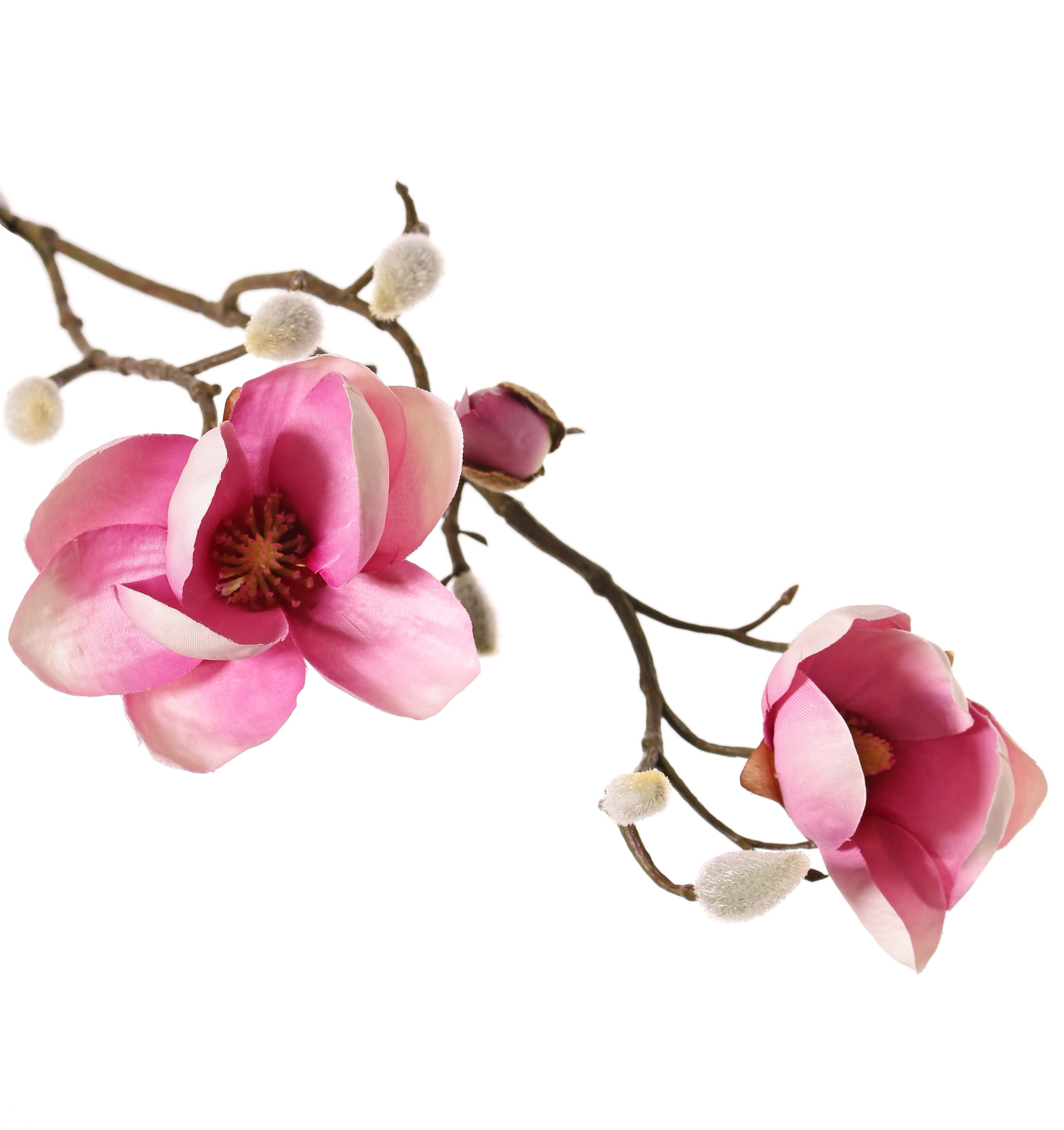 Magnolia (Beverboom) x3, 2 bloemen (Ø 8 & 5 cm), 8 knoppen (behaard), 53 cm