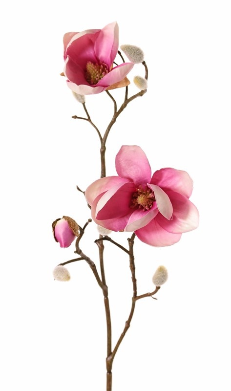 Magnolia, 2 flowers, (Ø 8 & 5 cm), 8 buds, 53 cm