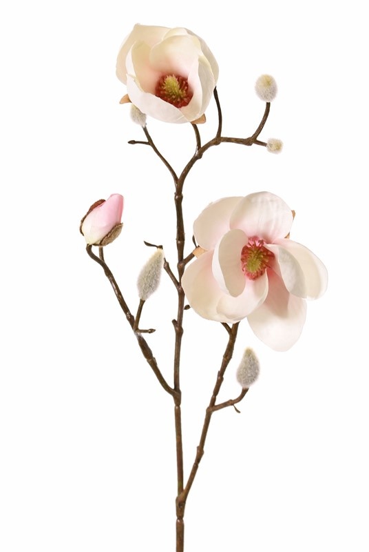 Magnolia (Beverboom) x3, 2 bloemen (Ø 8 & 5 cm), 8 knoppen (behaard), 53 cm