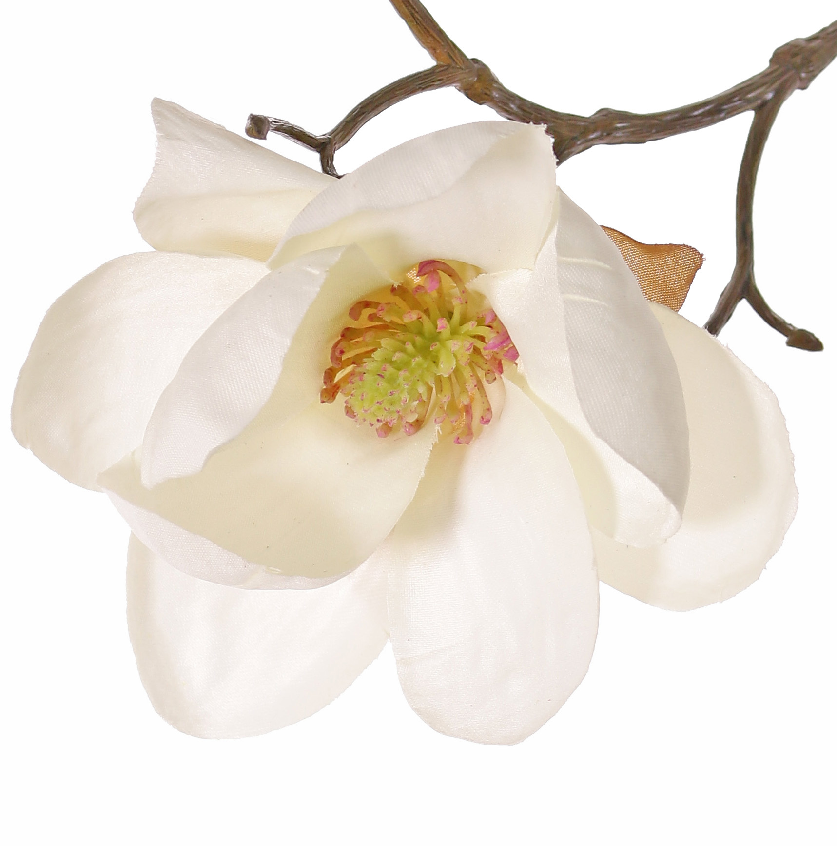 Magnolia (Beverboom) 4 vertakkingen, 5 bloemen (3x Ø 8cm, 2x 5 cm) & 12 knoppen (behaard), 80 cm
