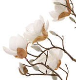 Magnolia (Beverboom) 4 vertakkingen, 5 bloemen (3x Ø 8cm, 2x 5 cm) & 12 knoppen (behaard), 80 cm