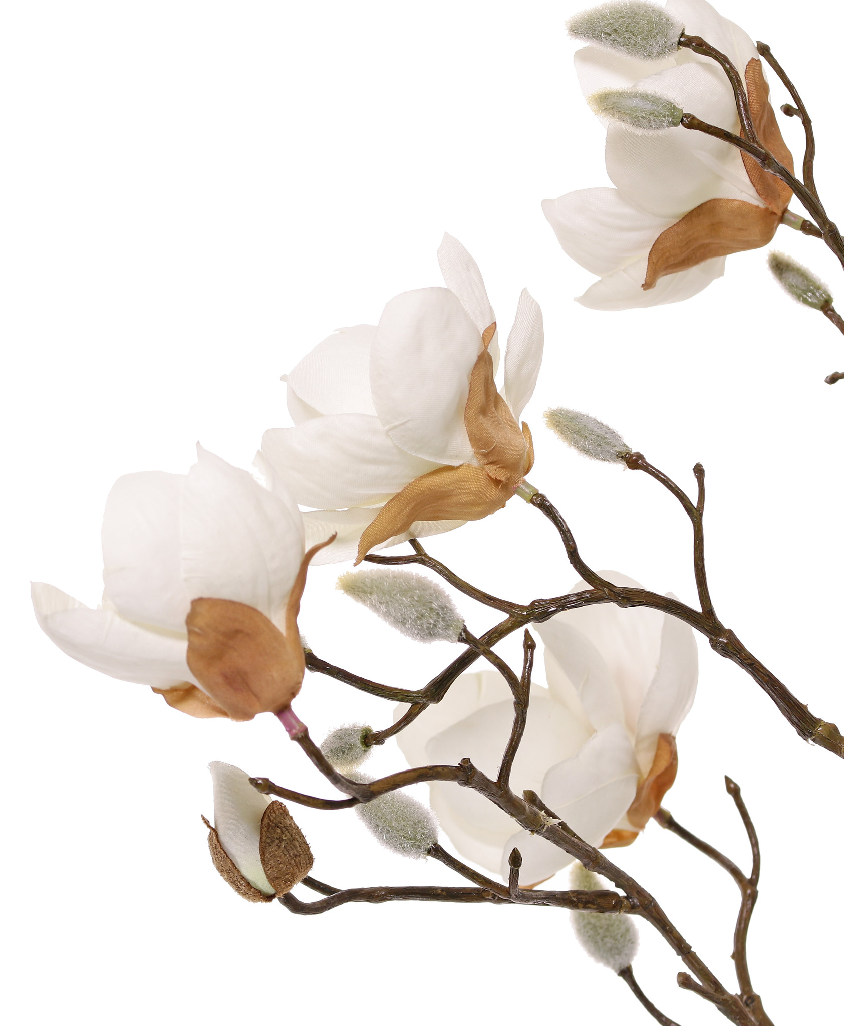 Magnolia (Beverboom) 4 vertakkingen, 5 bloemen (3x Ø 8cm, 2x 5 cm) & 12 knoppen (behaard), 80 cm