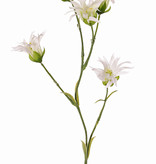 Dianthus (Japanese) with 5 flowers & 14 leaves, 65 cm