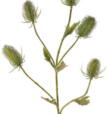 Kardenzweig (Dipsacus) 5 Verzweigungen, 5 Karden & 5 Blätter, 90 cm