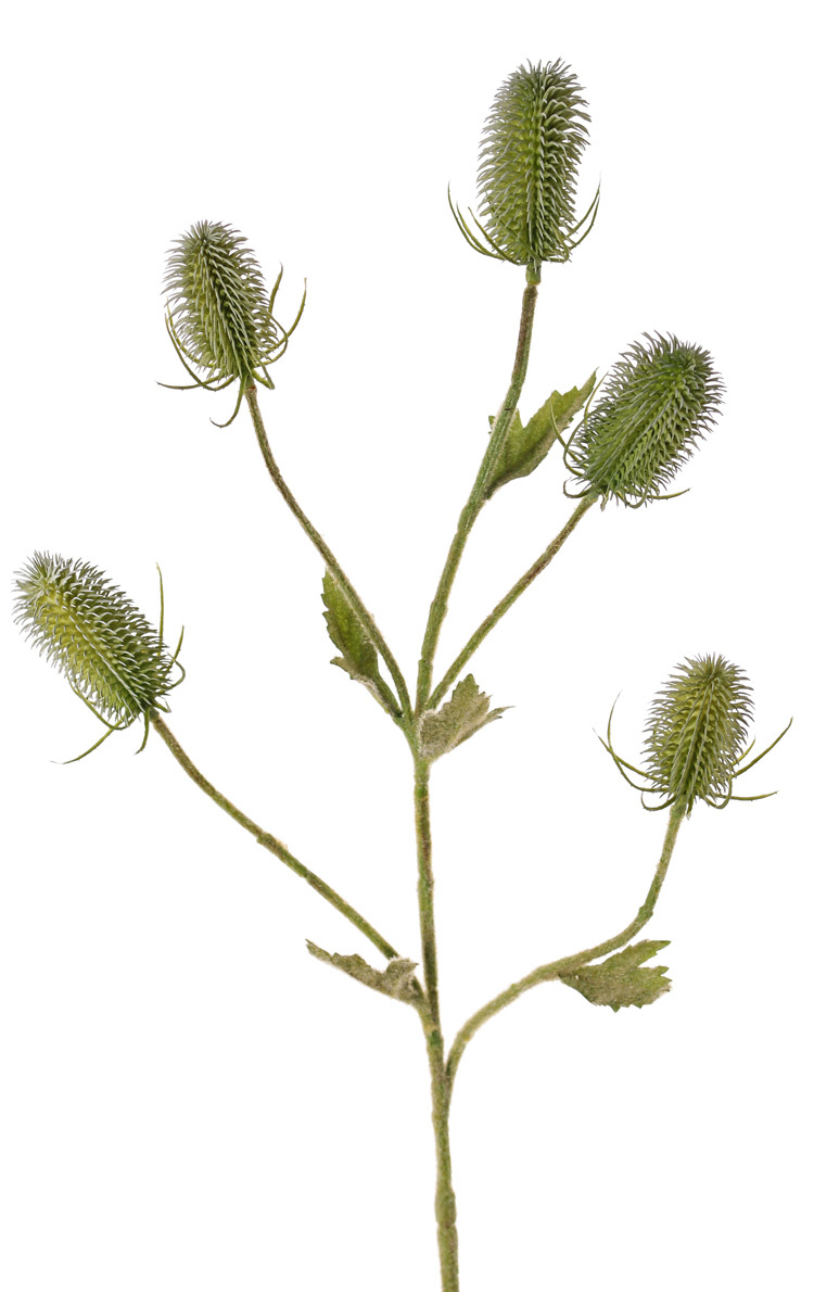 Kardenzweig (Dipsacus) 5 Verzweigungen, 5 Karden & 5 Blätter, 90 cm