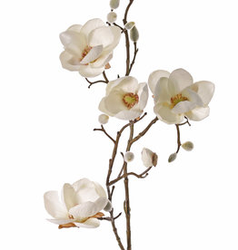 Magnolia (Beverboom) 4 vertakkingen, 5 bloemen (3x Ø 8cm, 2x 5 cm) & 12 knoppen (behaard), 80 cm