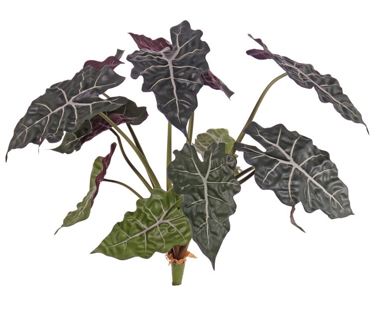 Alocasia 'Polly' (Pfeilblatt), mit 12 Blättern (6 große /3 mittlere/ 3 kleine, H. 60 cm, Ø 65 cm