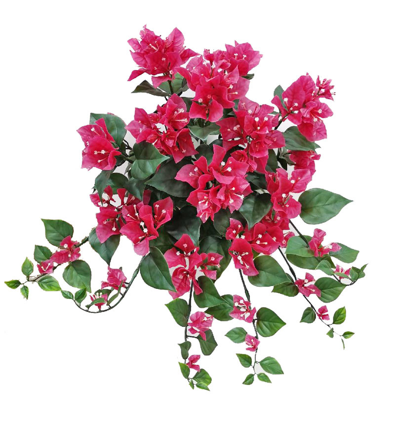 Bougainvillea spectabilis hangplant, 90 bloemen & schutblad, 97 blad, UV safe, Ø 50 cm