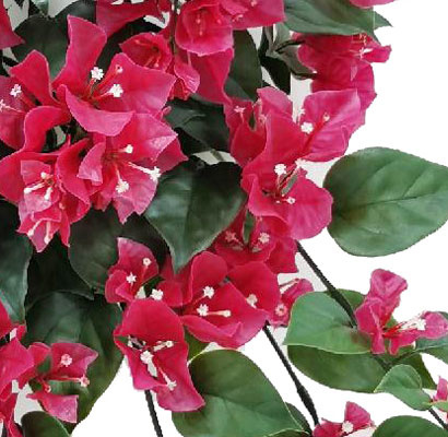 Bougainvillea spectabilis hangplant, 90 bloemen & schutblad, 97 blad, UV safe, Ø 50 cm