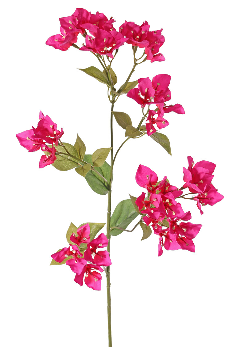 Bougainvillea spectabilis, 5 Verzweigungen, 9 Blütenstände, 22 Blätter, 80 cm