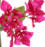 Bougainvillea spectabilis, 5 Verzweigungen, 9 Blütenstände, 22 Blätter, 80 cm