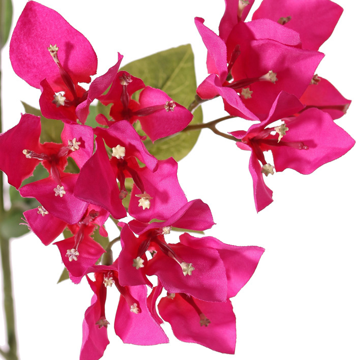 Bougainvillea spectabilis, 5 Verzweigungen, 9 Blütenstände, 22 Blätter, 80 cm