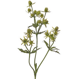 Distelzweig (Eryngium) mit 3 Verzweigungen