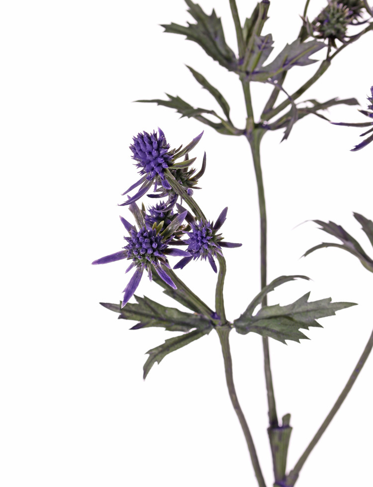 Thistle (Eryngium), 20 plastic thistles (8 L / 12 S) & 24 leaves, 65cm