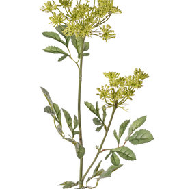 Große Knorpelmöhre (Ammi majus)