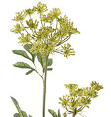 Ammi majus (bishop's weed, false Queen Anne's lace), 2 lace-like flower clusters  (Ø 13/7 cm), 5 leaf tufts, 75cm