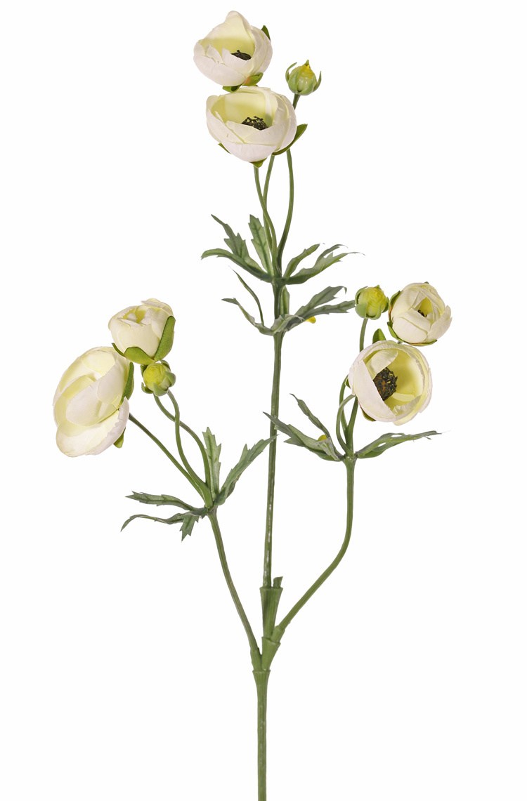 Ranunkel (Ranunculus) 3 Verzweigungen, 6 Blüten, (4x Ø 4,5 cm / 2x Ø 3 cm ), 3 Knospen  & 24 Blätter, 65 cm