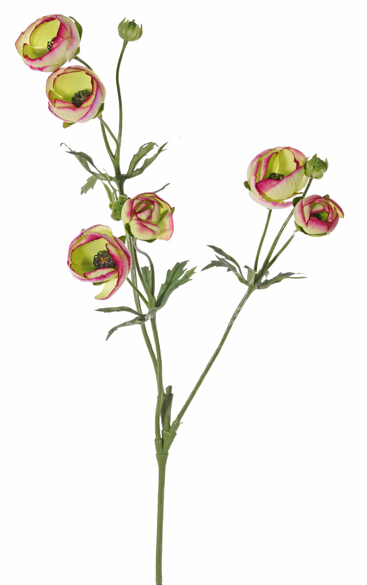 Ranonkel (Ranunculus) met 3 vertakkingen, met 6 bloemen (4x Ø 4,5 cm /2x Ø 3 cm ), 3 knop & 24 blad, 65cm (limerose)