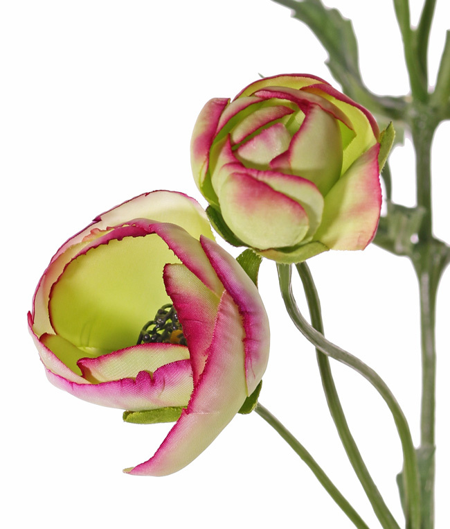 Ranunculo (Ranunculus), 6 flores (4x Ø 4,5 cm / 2x Ø 3 cm ), 3 capullos & 24 hojas, 65 cm