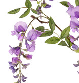 Wisteria (Blauweregen) x3, met 4 bloemen (2L/2M) & 5 bladtoeven, 80cm