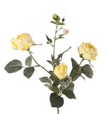 Rosa 'Ariana', 3 flores, 1 capullo de flor, 2 capullos, 31 hojas, 73 cm