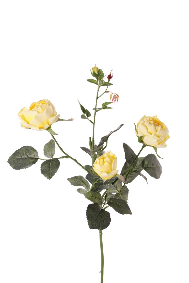 Rosa 'Ariana', 3 flores, 1 capullo de flor, 2 capullos, 31 hojas, 73 cm