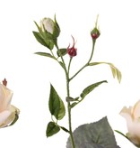 Rose 'Ariana', 3 flowers, 1 flower bud & 2 small buds, 31 leaves, 73 cm