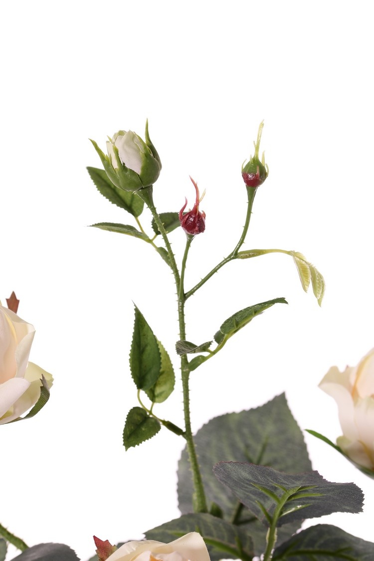 Roos (Rosa) 'Ariana', 4 vertakkingen, met 3 bloemen, 1 bloemknop & 2 knopjes, 31 blad, 73 cm -