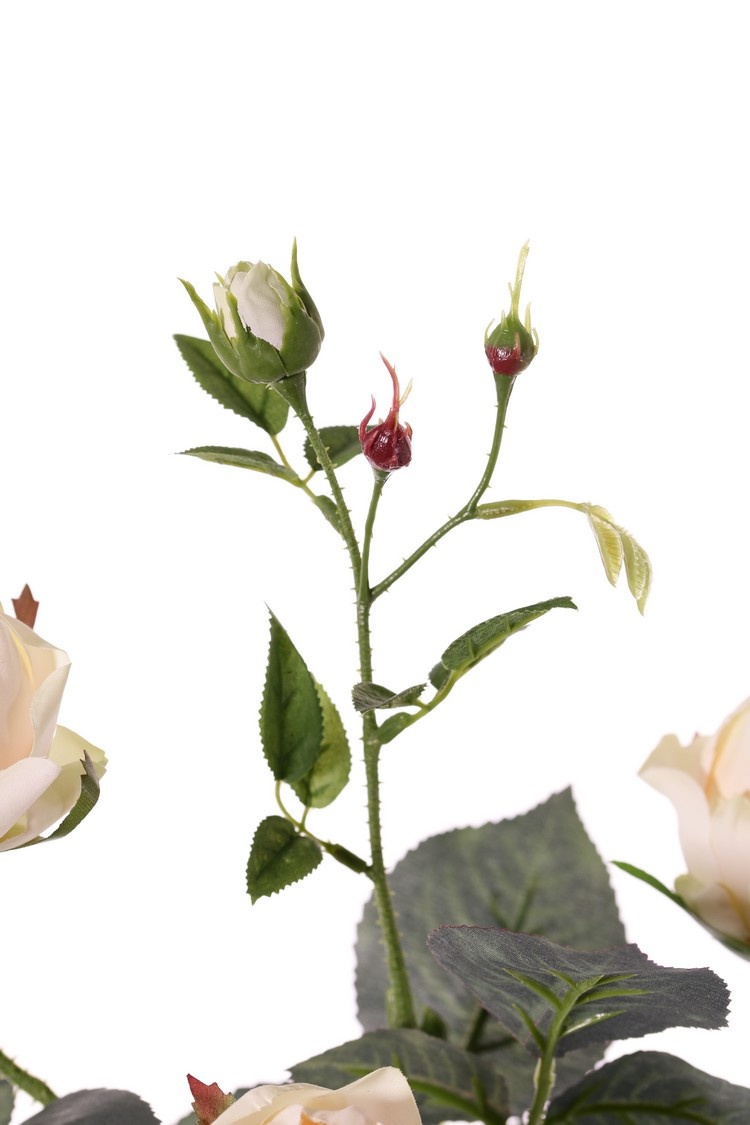Rosa 'Ariana', 3 flores, 1 capullo de flor, 2 capullos, 31 hojas, 73 cm