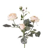 Roos (Rosa) 'Ariana', 4 vertakkingen, met 3 bloemen, 1 bloemknop & 2 knopjes, 31 blad, 73 cm -