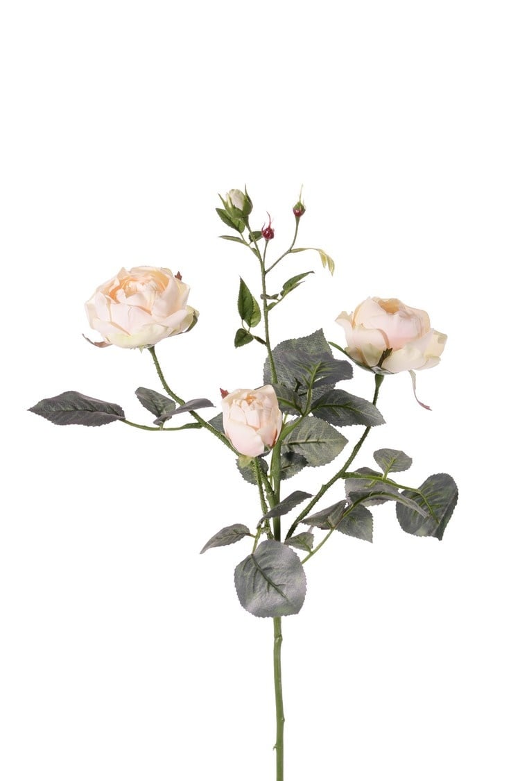 Rose 'Ariana', 3 flowers, 1 flower bud & 2 small buds, 31 leaves, 73 cm