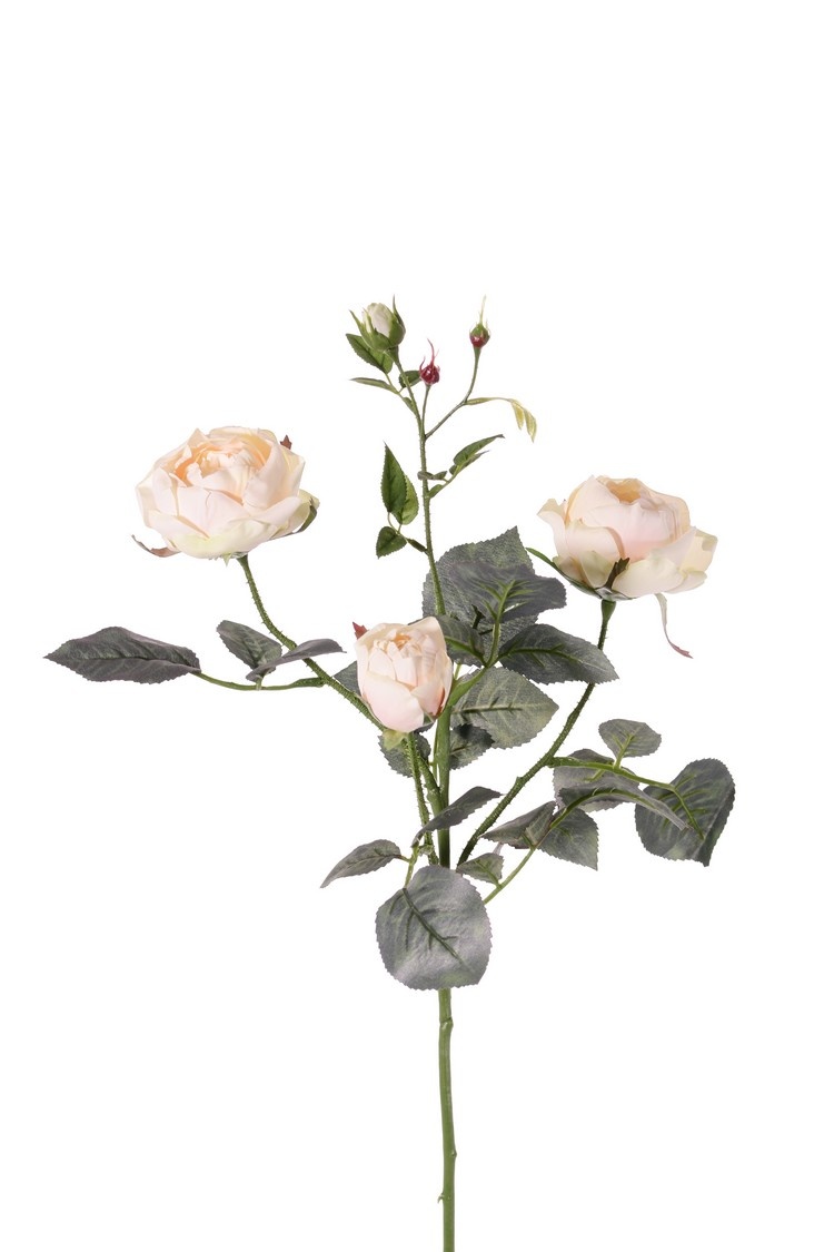 Rose 'Ariana', 4 Verzweigungen, 3 Blumen, 1 Blumenknospe, & 2 kl. Knospen, 31 Blätter, 73 cm