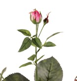 Rose 'Ariana', 3 flowers, 1 flower bud & 2 small buds, 31 leaves, 73 cm