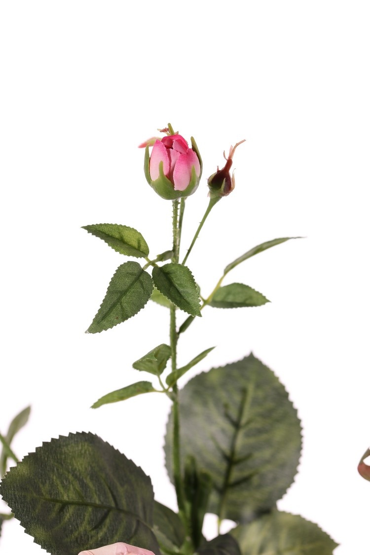 Rose 'Ariana', 3 flowers, 1 flower bud & 2 small buds, 31 leaves, 73 cm