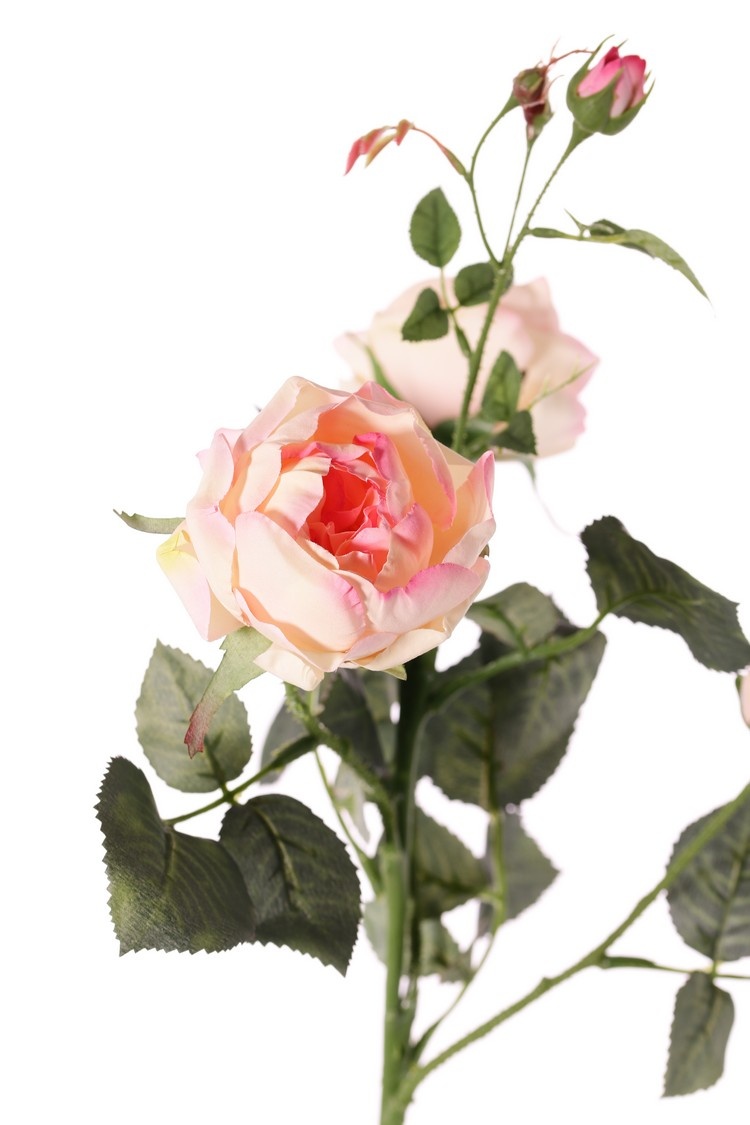 Rose 'Ariana', 3 flowers, 1 flower bud & 2 small buds, 31 leaves, 73 cm