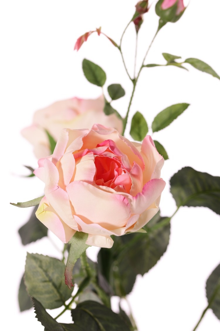 Rose 'Ariana', 3 flowers, 1 flower bud & 2 small buds, 31 leaves, 73 cm