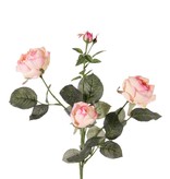 Rose 'Ariana', 3 flowers, 1 flower bud & 2 small buds, 31 leaves, 73 cm