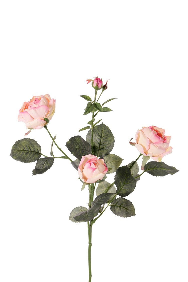 Rose 'Ariana', 3 flowers, 1 flower bud & 2 small buds, 31 leaves, 73 cm