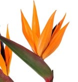 Bird of Paradise plant (Strelitzia) with 2 flowers, 1 bud and 8 leaves, 70 cm