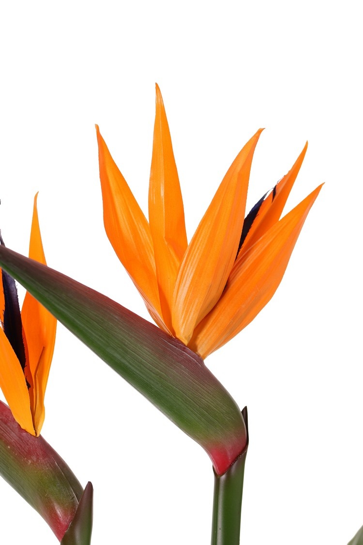 Strelitzia, Paradiesvogelblume, 2 Blüten u. eine Knospe, 8 Blätter, 70 cm