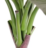 Bird of Paradise plant (Strelitzia) with 2 flowers, 1 bud and 8 leaves, 70 cm