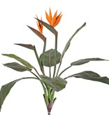 Strelitzia, Paradiesvogelblume, 2 Blüten u. eine Knospe, 8 Blätter, 70 cm