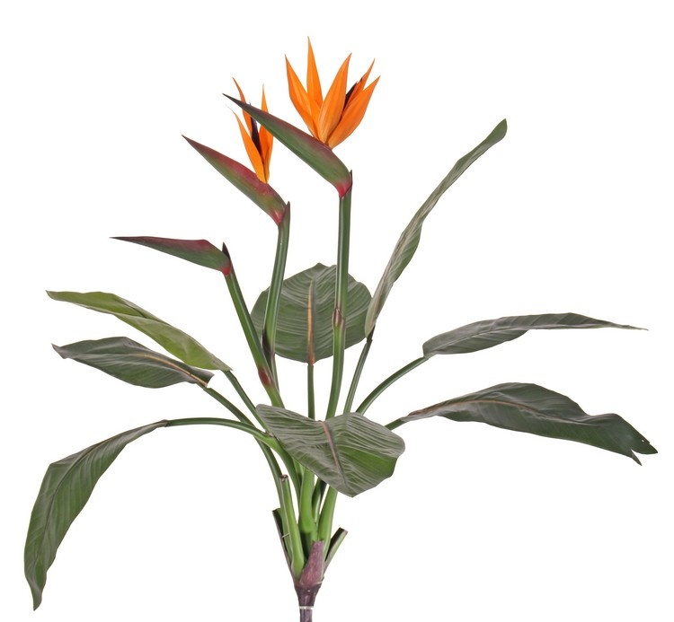 Strelitzia, Paradiesvogelblume, 2 Blüten u. eine Knospe, 8 Blätter, 70 cm