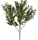 Buxustak (Buxus sempervirens) 6 vertakkingen, met 48 bladtoeven (672 blad), 47cm