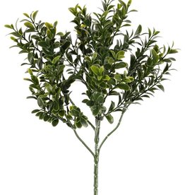 Buxustak (Buxus sempervirens) 6 vertakkingen, met 48 bladtoeven (672 blad), 47cm