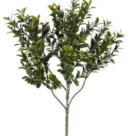 Buxustak (Buxus sempervirens) mit 6 Verzweigungen, 48 Blattbuescheln, (672 Blatt), 47cm