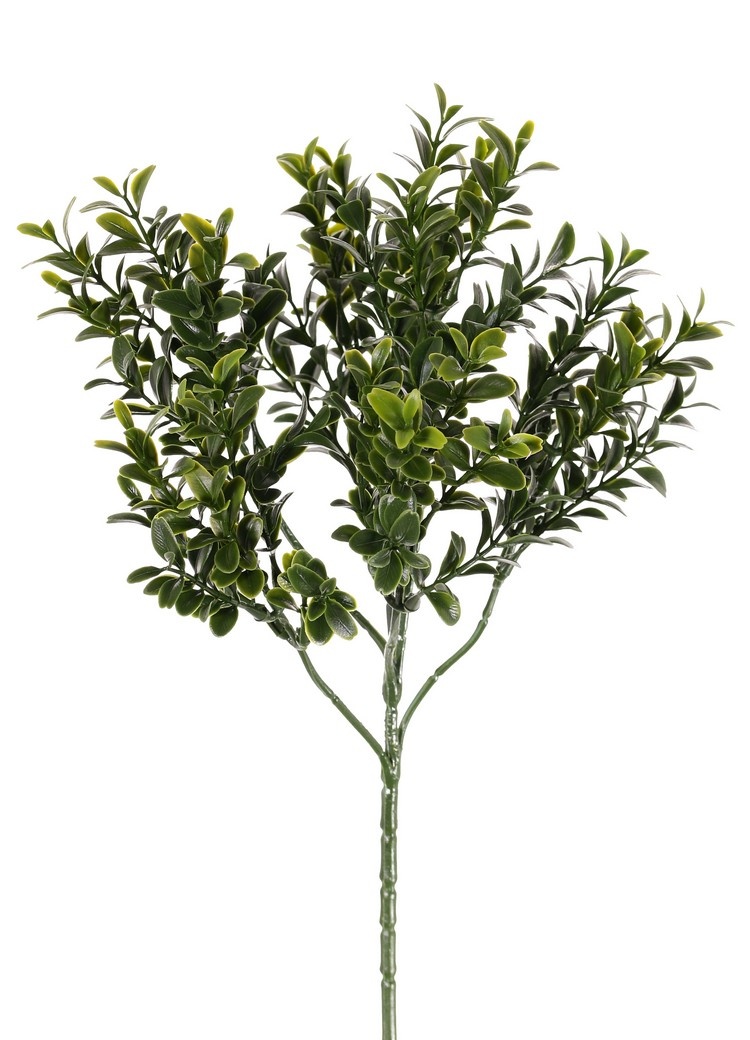Buxustak (Buxus sempervirens) 6 vertakkingen, met 48 bladtoeven (672 blad), 47cm