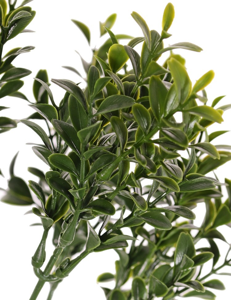 Buxustak (Buxus sempervirens) 6 vertakkingen, met 48 bladtoeven (672 blad), 47cm