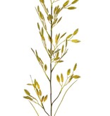 Plattährengras (Chasmanthium latifolium) mit 13 Büscheln (91 Aehren) & 2 Blättern, 98 cm
